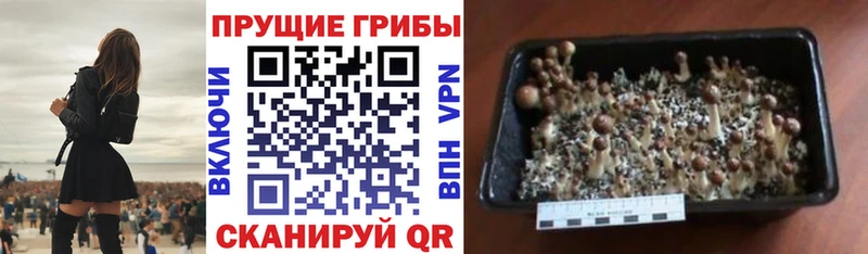 где купить наркотик  нарко площадка наркотические препараты  Псилоцибиновые грибы GOLDEN TEACHER  Велиж 